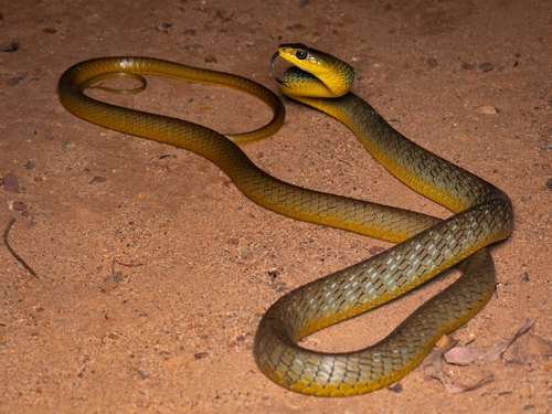 Common Tree Snake