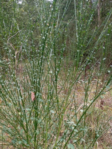 Scotch Broom