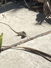 Sceloporus occidentalis