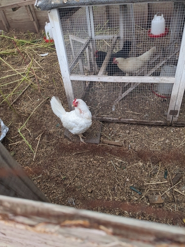 Red Junglefowl