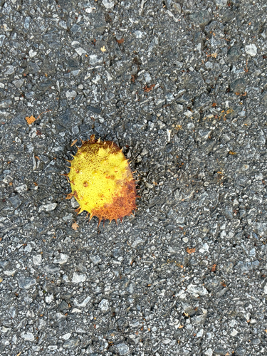 horse-chestnut