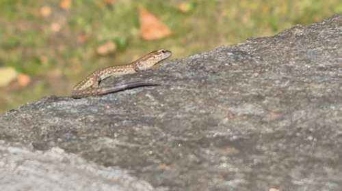 Common Wall Lizard