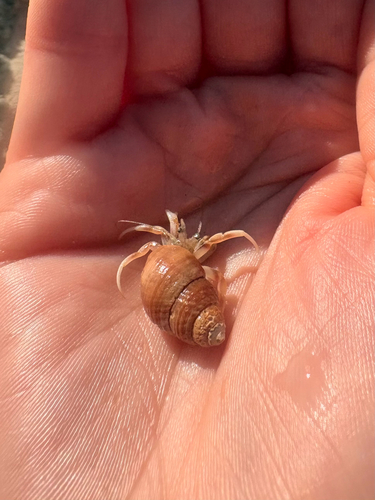 Long-claw Hermit Crab