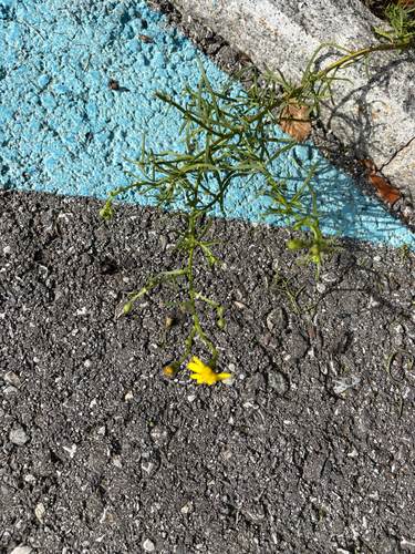 Narrow-leaved Ragwort