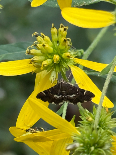 Spotted Beet Webworm Moth