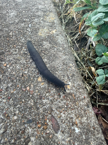 Black-velvet Leatherleaf