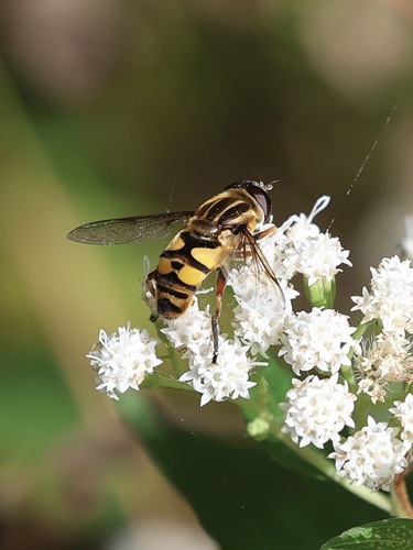 Narrow-headed Marsh Fly