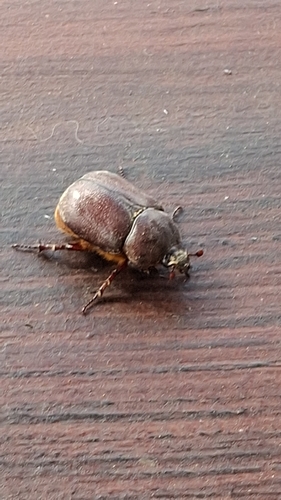 Phyllognathus excavatus