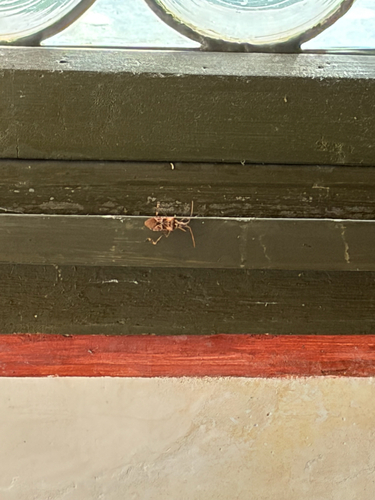 Western Conifer Seed Bug