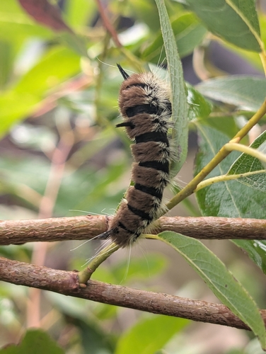 Large Gray Dagger