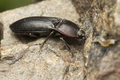 Selatosomus edwardsi