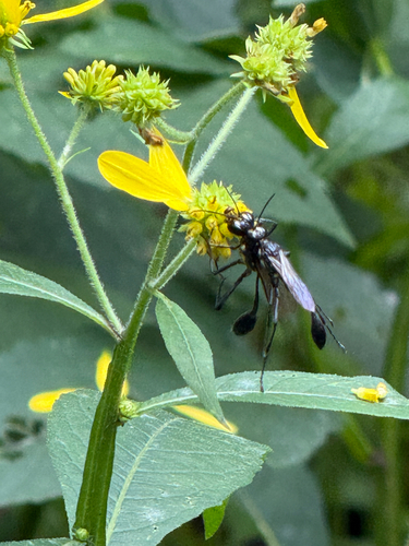 Gold-marked Thread-waisted Wasp