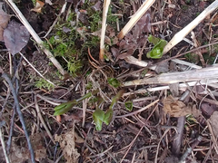 Vincetoxicum rossicum