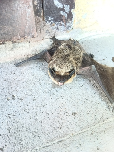 Particoloured Bat