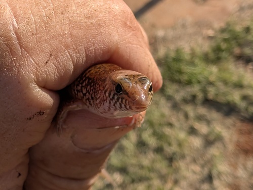 Northern Bar-lipped Skink