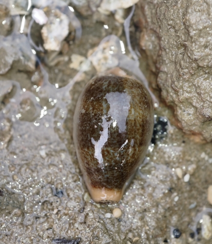 Cypraea ovum observed 2026-06-16