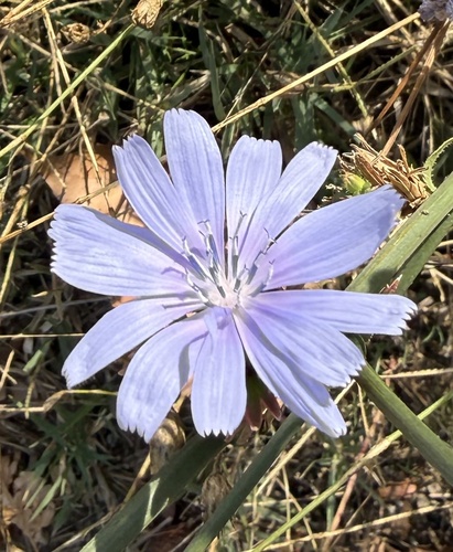 chicory