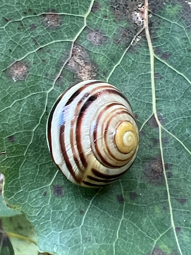 White-lipped Snail
