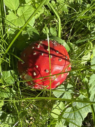 Fly Agaric