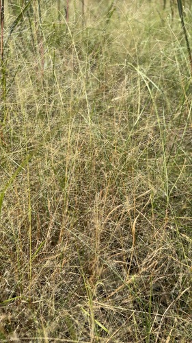 Muhlenbergia asperifolia, 2026-09-19