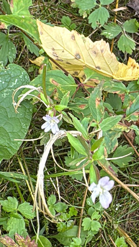 Broad-leaved Willowherb