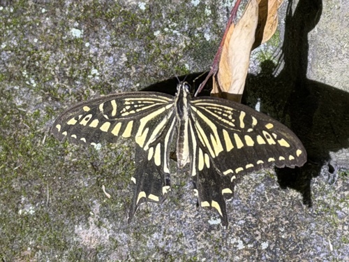 Chinese Yellow Swallowtail