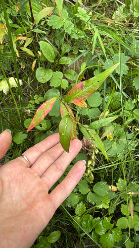 waterpepper