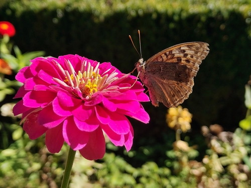 Cardinal Butterfly
