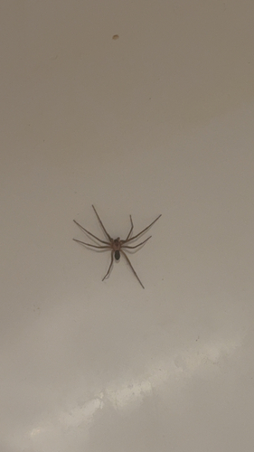 Brown Recluse