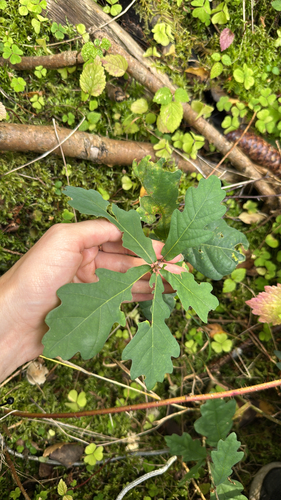English oak
