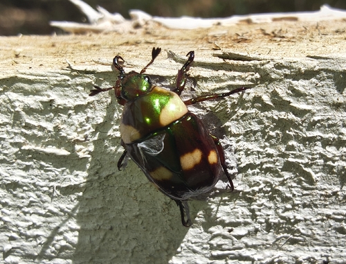 Macraspis maculata