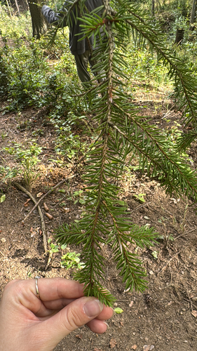 Norway spruce