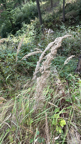 Bushgrass