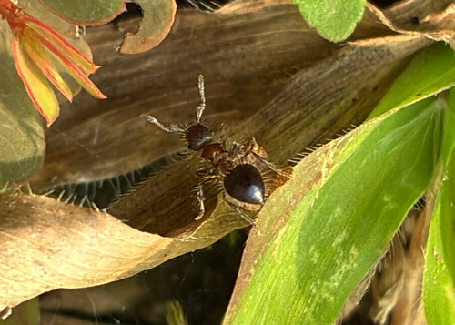 Bicolored Shield Ant