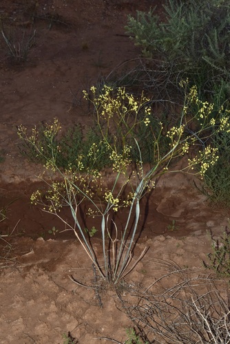 Desert Trumpet
