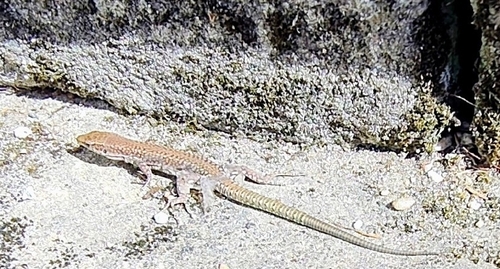 Podarcis lusitanicus