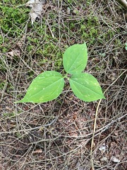 (c) Tom Scavo, some rights reserved (CC BY) Trillium undulatum, photograph (c) Tom Scavo, some rights reserved (CC BY)