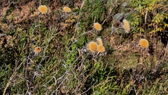 Carlina biebersteinii, photograph (c) Анна Митрошенкова, some rights reserved (CC BY)