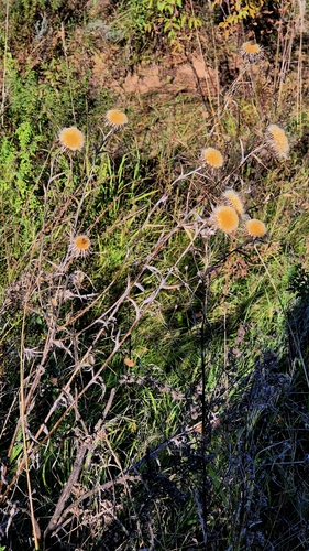 Carlina biebersteinii, photograph 6