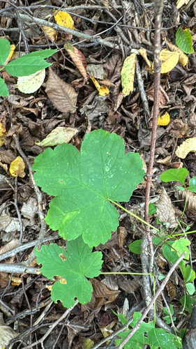 sycamore maple
