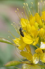 Hylaeus