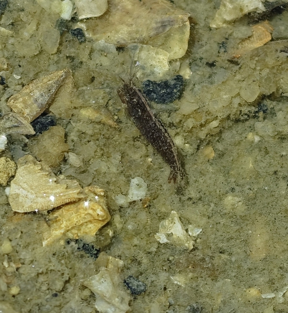 Athanas japonicus