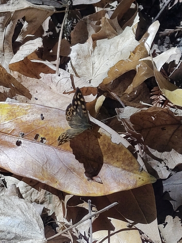Speckled Wood