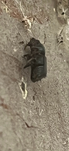 Sugarcane Beetle