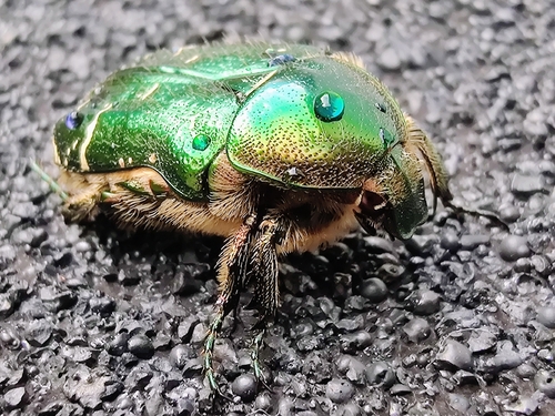 European Rose Chafer
