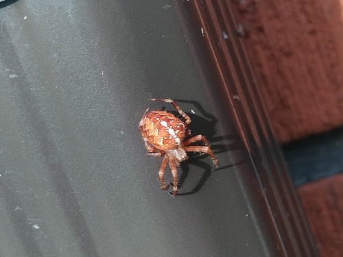 Cross Orbweaver