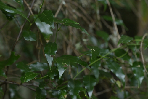 Passiflora tetrandra