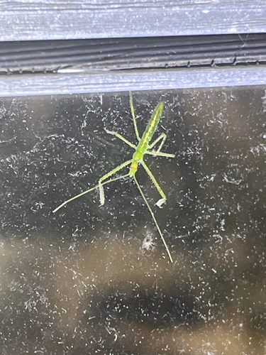 Pale Green Assassin Bug