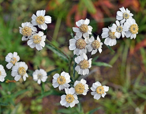 Sneezewort