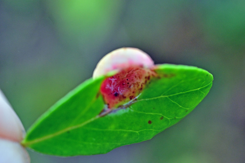 Lingonberry Gall